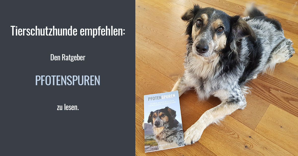 Hund adoptieren Informationen